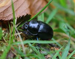 Attēlu rezultāti vaicājumam “Geotrupes stercorarius”