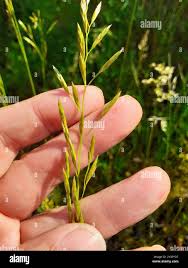 Attēlu rezultāti vaicājumam “Glyceria fluitans leaf”