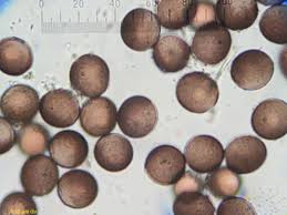 Attēlu rezultāti vaicājumam “Didymium difforme spores”