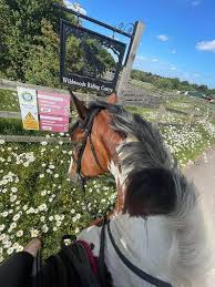 Image result for Bookham Riding School