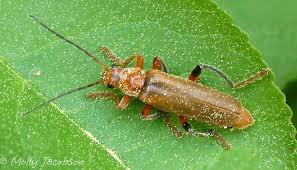 Attēlu rezultāti vaicājumam “Cantharis livida”