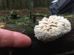 Attēlu rezultāti vaicājumam “Postia ptychogaster”