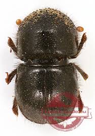 Attēlu rezultāti vaicājumam “Scolytidae”