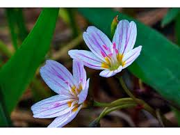 Attēlu rezultāti vaicājumam “Claytonia sibirica flower”