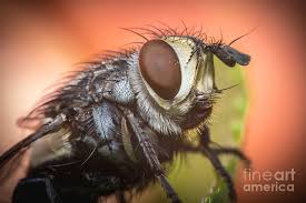 Attēlu rezultāti vaicājumam “Brachycera”