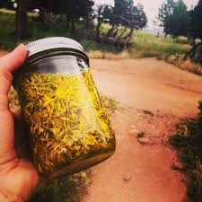 Attēlu rezultāti vaicājumam “Hypericum perforatum bud”