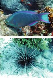 Image result for Scarus taeniopterus