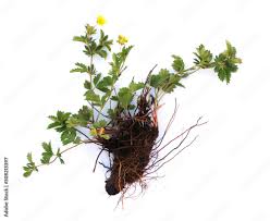 Image result for Potentilla erecta