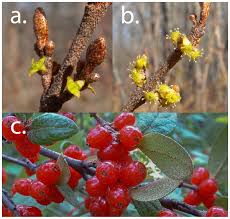 Attēlu rezultāti vaicājumam “Populus x canadensis fruit”
