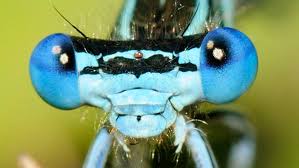 Attēlu rezultāti vaicājumam “Platycnemis pennipes male”