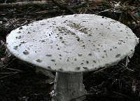 Attēlu rezultāti vaicājumam “Amanita strobiliformis”