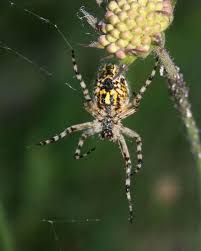 Attēlu rezultāti vaicājumam “Aculepeira ceropegia”