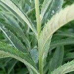 Attēlu rezultāti vaicājumam “Jacobaea paludosa”