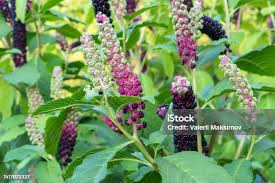 Attēlu rezultāti vaicājumam “Phytolacca acinosa fruit”