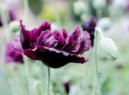 Image result for Papaver somniferum Black