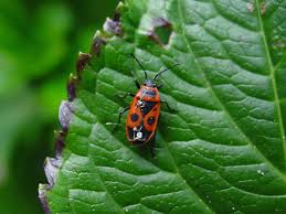 Attēlu rezultāti vaicājumam “Lygaeidae”