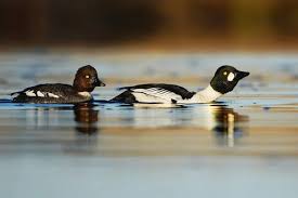 Attēlu rezultāti vaicājumam “Bucephala clangula male”