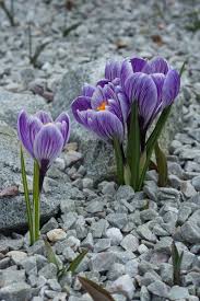 Attēlu rezultāti vaicājumam “Crocus vernus subsp. vernus”