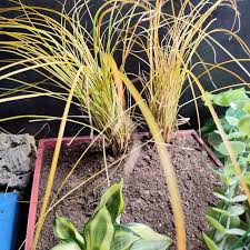 Attēlu rezultāti vaicājumam “Carex capillaris fruit”