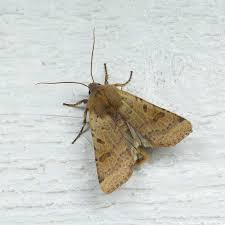 Attēlu rezultāti vaicājumam “Agrochola helvola imago”