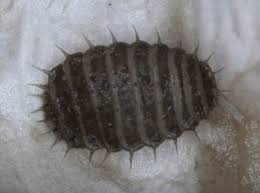 Attēlu rezultāti vaicājumam “Agathomyia wankowiczii”