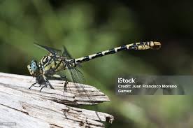 Attēlu rezultāti vaicājumam “Onychogomphus forcipatus”