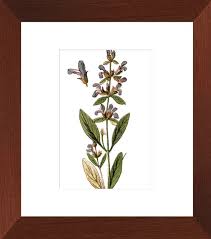 Attēlu rezultāti vaicājumam “Salvia officinalis”