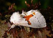 Attēlu rezultāti vaicājumam “Leucodonta bicoloria”