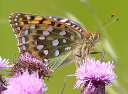 Attēlu rezultāti vaicājumam “Argynnis aglaja upperside”