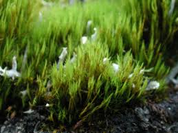 Attēlu rezultāti vaicājumam “Ditrichum flexicaule”