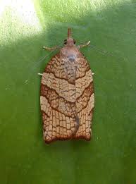 Attēlu rezultāti vaicājumam “Pandemis corylana”