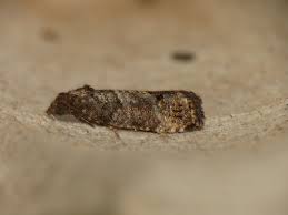 Attēlu rezultāti vaicājumam “Spilonota ocellana”