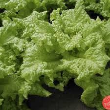 Attēlu rezultāti vaicājumam “Lactuca sativa”