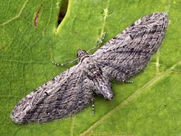 Attēlu rezultāti vaicājumam “Eupithecia icterata female”