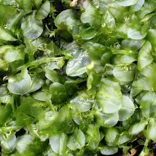 Attēlu rezultāti vaicājumam “Brachythecium salebrosum sporophyte”