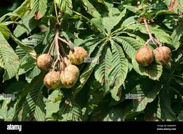 Attēlu rezultāti vaicājumam “Aesculus hippocastanum fruit”