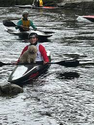 Image result for Seren Dwr