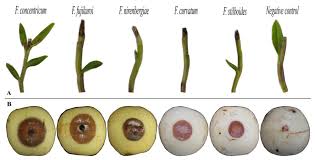Attēlu rezultāti vaicājumam “Didymium verrucisporum stalked”