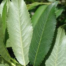 Attēlu rezultāti vaicājumam “Salix triandra”