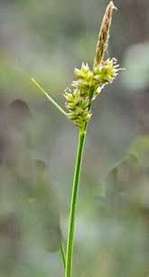 Attēlu rezultāti vaicājumam “Carex pilulifera”