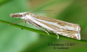 Attēlu rezultāti vaicājumam “Crambus lathoniellus”