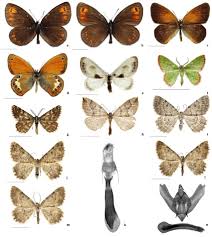 Attēlu rezultāti vaicājumam “Erebia ligea upperside”