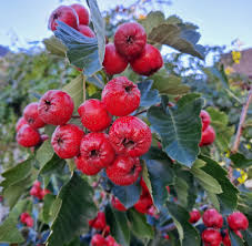 Attēlu rezultāti vaicājumam “Crataegus submollis fruit”