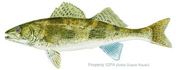 Image result for Sander canadensis