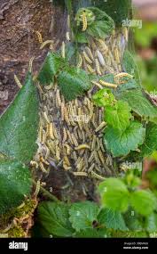 Attēlu rezultāti vaicājumam “Yponomeuta evonymella larva”