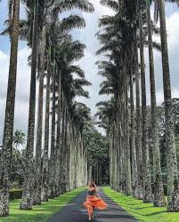 Image result for шри ланка королевский ботанический сад