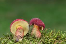 Attēlu rezultāti vaicājumam “Xerocomus rubellus”