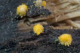 Attēlu rezultāti vaicājumam “Bactridium flavum”