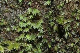 Attēlu rezultāti vaicājumam “Fissidens pusillus”