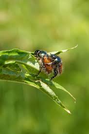 Attēlu rezultāti vaicājumam “Phyllopertha horticola imago”
